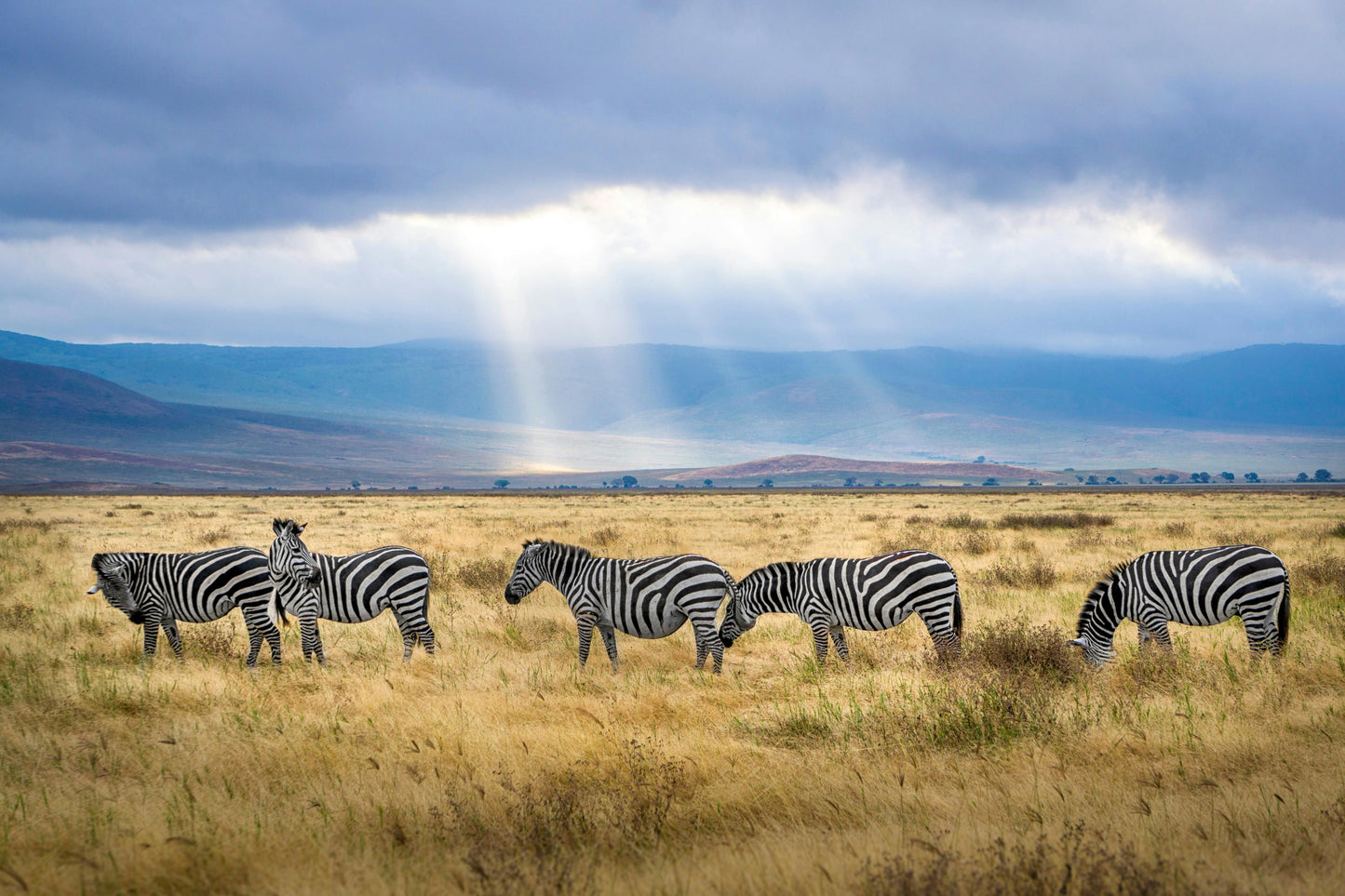 Best of Tanzania Safari 6 Days / 05 Nights