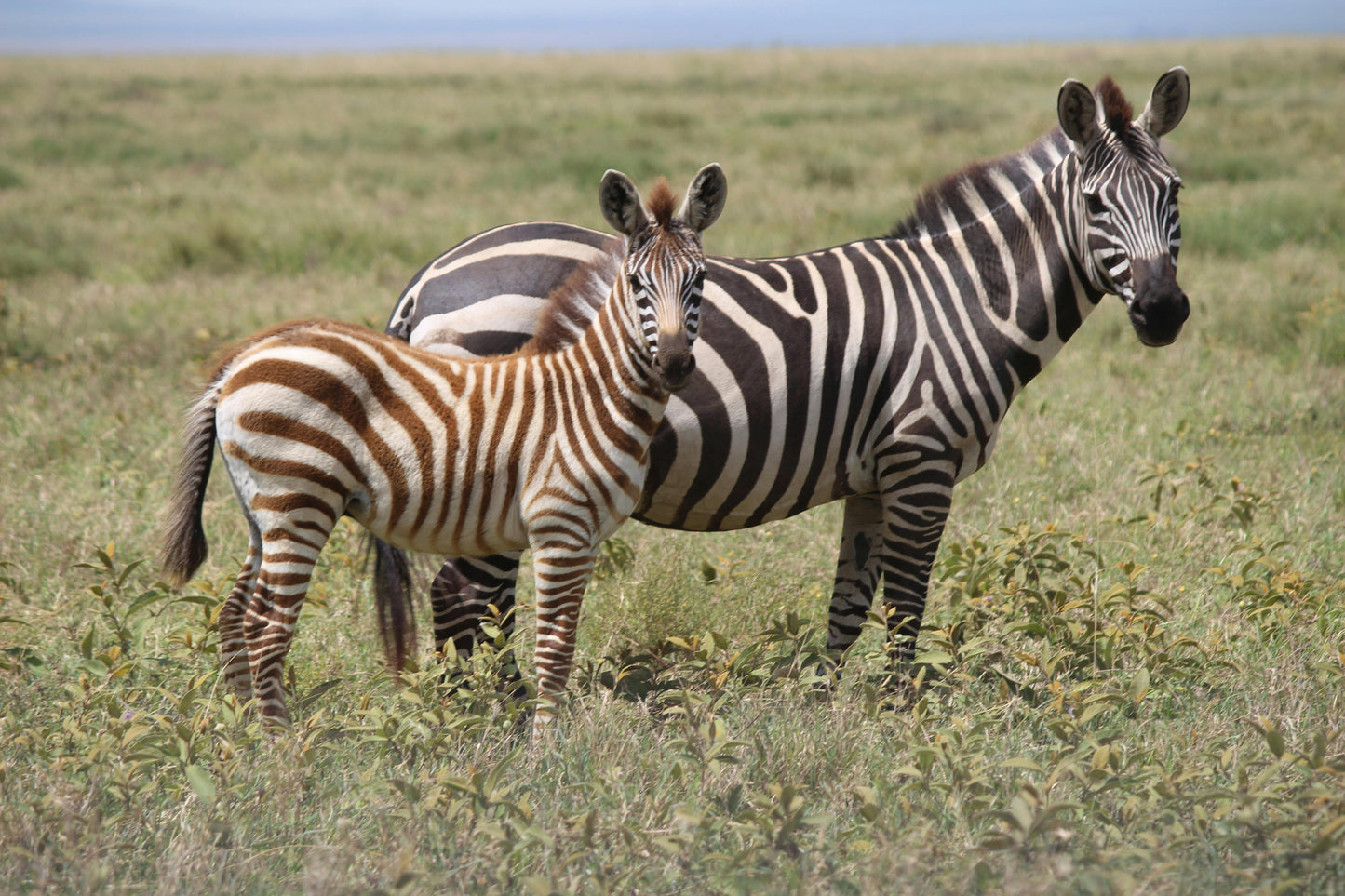 Magical Kenya Safari 7 Days/ 06 Nights
