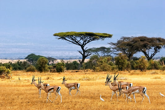 Best of Tanzania Safari 6 Days / 05 Nights