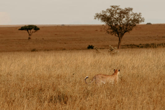 Best of Tanzania Safari 6 Days / 05 Nights