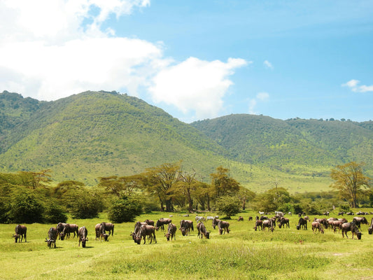 Best of Tanzania Safari 6 Days / 05 Nights