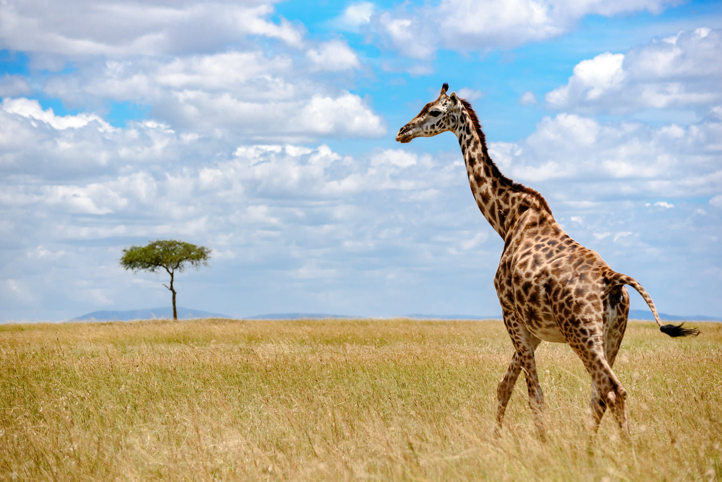 Best of Tanzania Safari 6 Days / 05 Nights