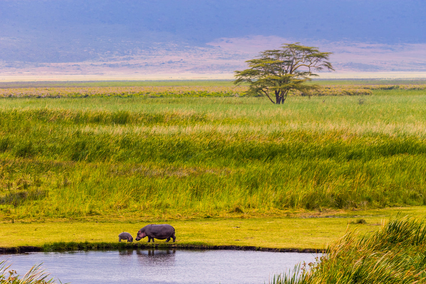 Best of Tanzania Safari 6 Days / 05 Nights